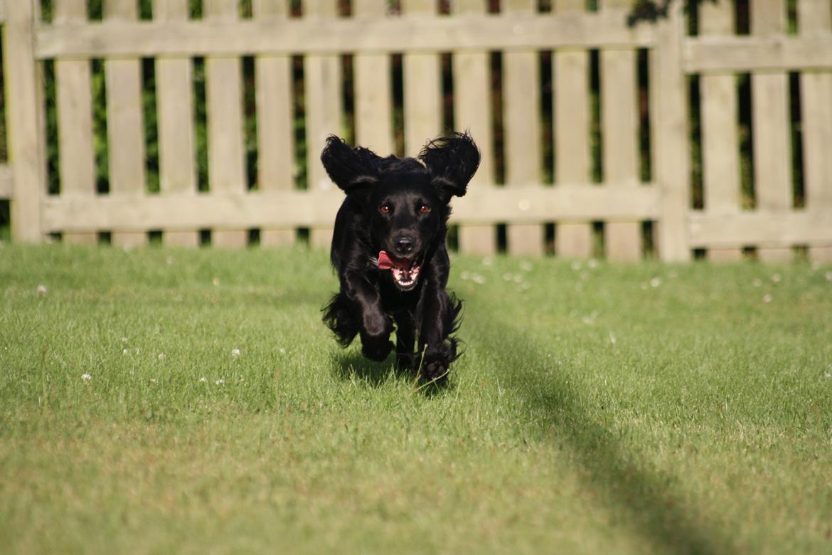 Cocker spaniel Siva <3 *Putte* billede 15