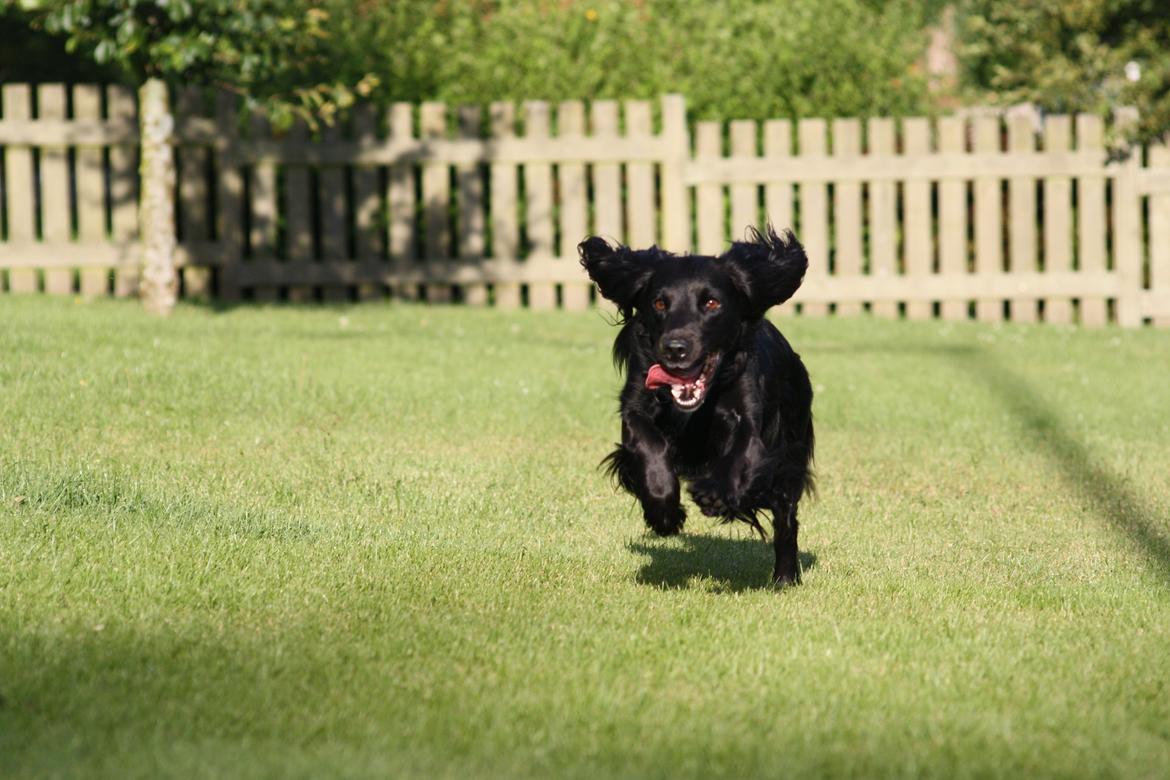 Cocker spaniel Siva <3 *Putte* billede 10