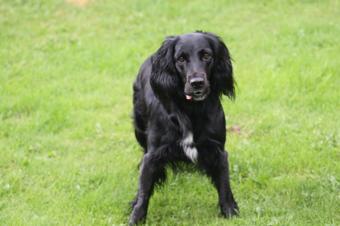 Cocker spaniel Siva <3 *Putte* billede 12