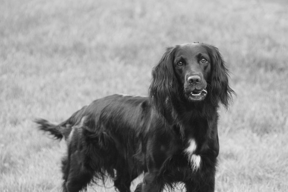 Cocker spaniel Siva <3 *Putte* billede 13