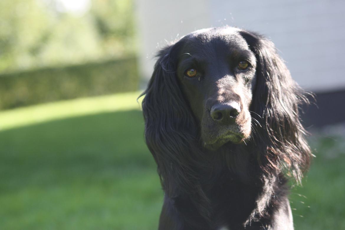 Cocker spaniel Siva <3 *Putte* billede 14