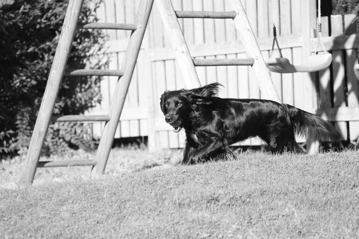 Cocker spaniel Siva <3 *Putte* billede 16