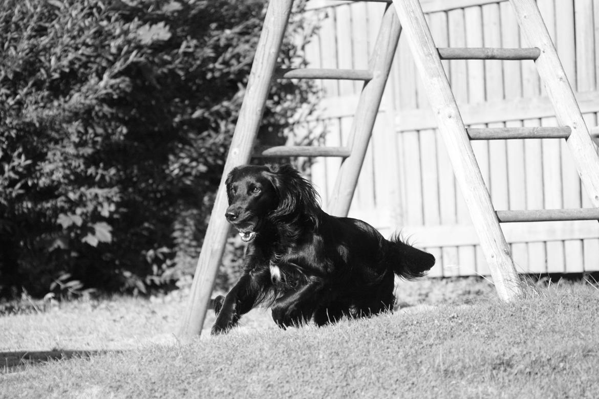 Cocker spaniel Siva <3 *Putte* billede 5