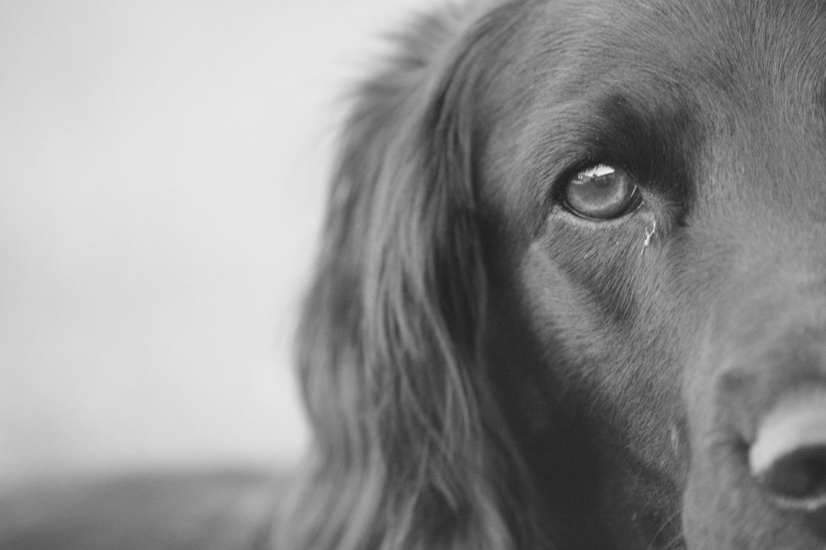 Cocker spaniel Siva <3 *Putte* billede 1