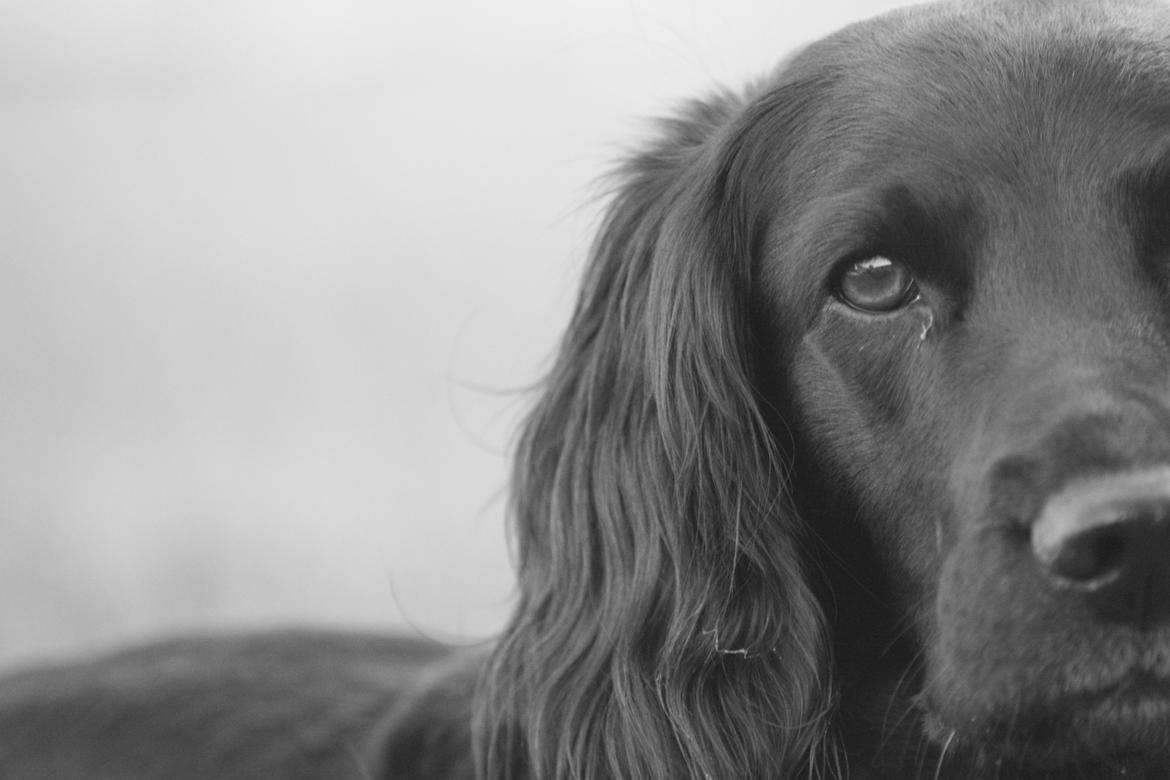 Cocker spaniel Siva <3 *Putte* billede 11