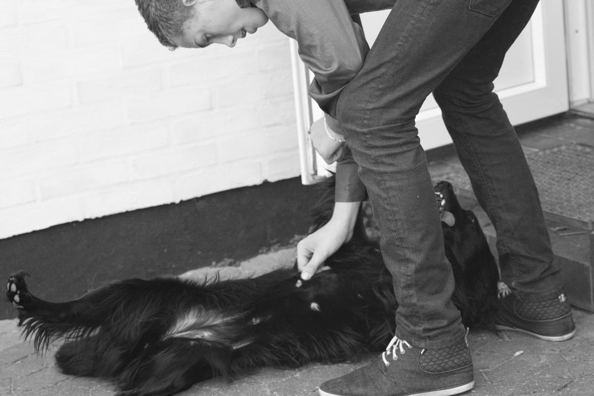 Cocker spaniel Siva <3 *Putte* billede 17