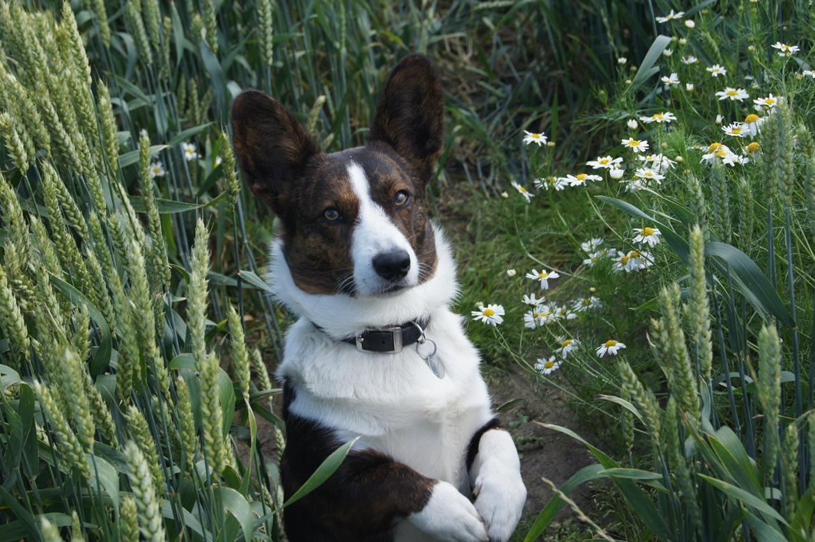 Welsh corgi cardigan Zappa billede 1