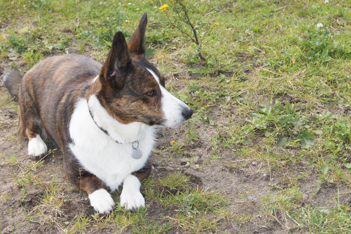 Welsh corgi cardigan Zappa billede 2