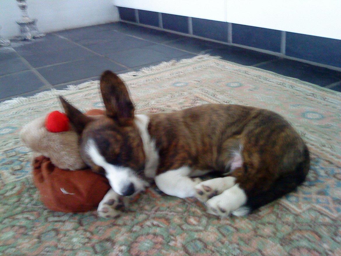 Welsh corgi cardigan Zappa billede 3