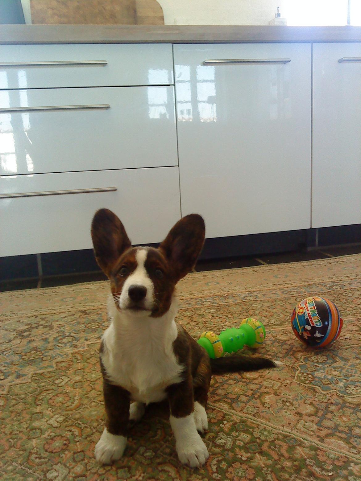 Welsh corgi cardigan Zappa billede 4