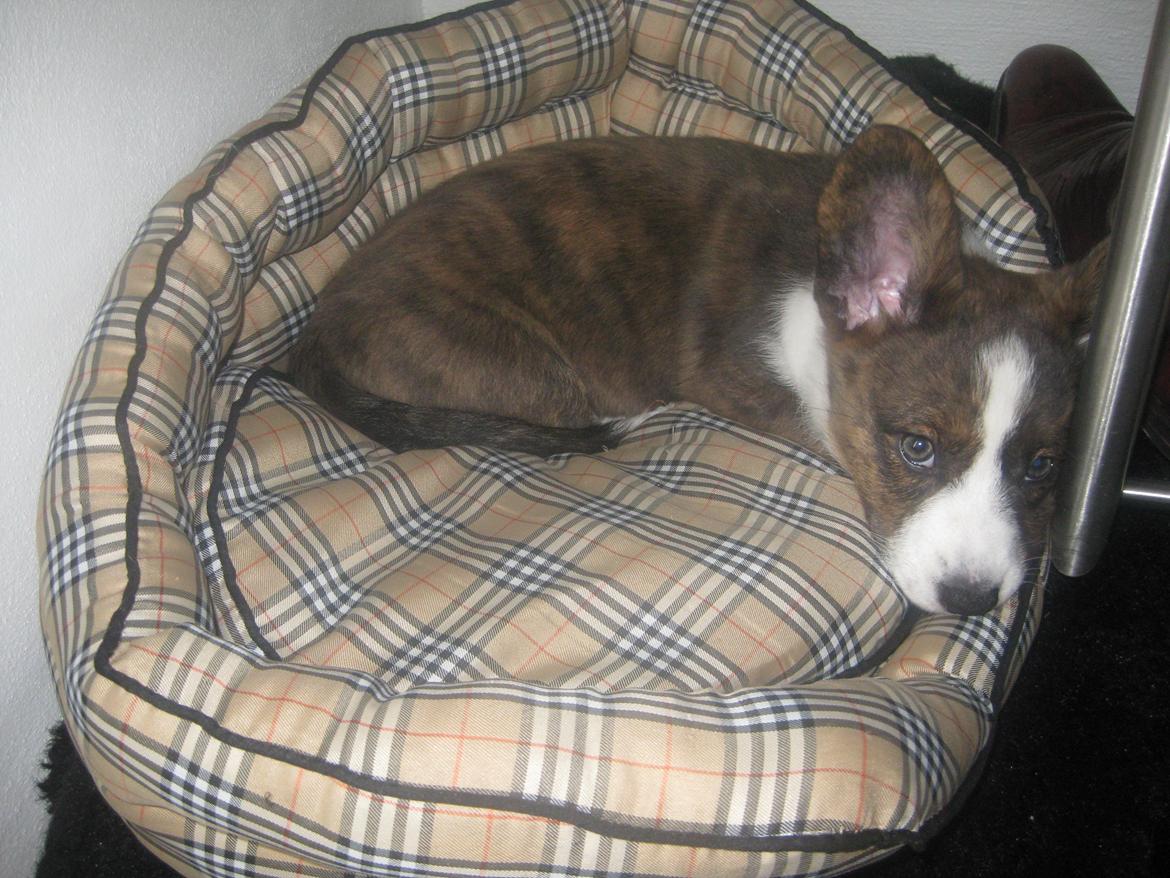 Welsh corgi cardigan Zappa billede 5