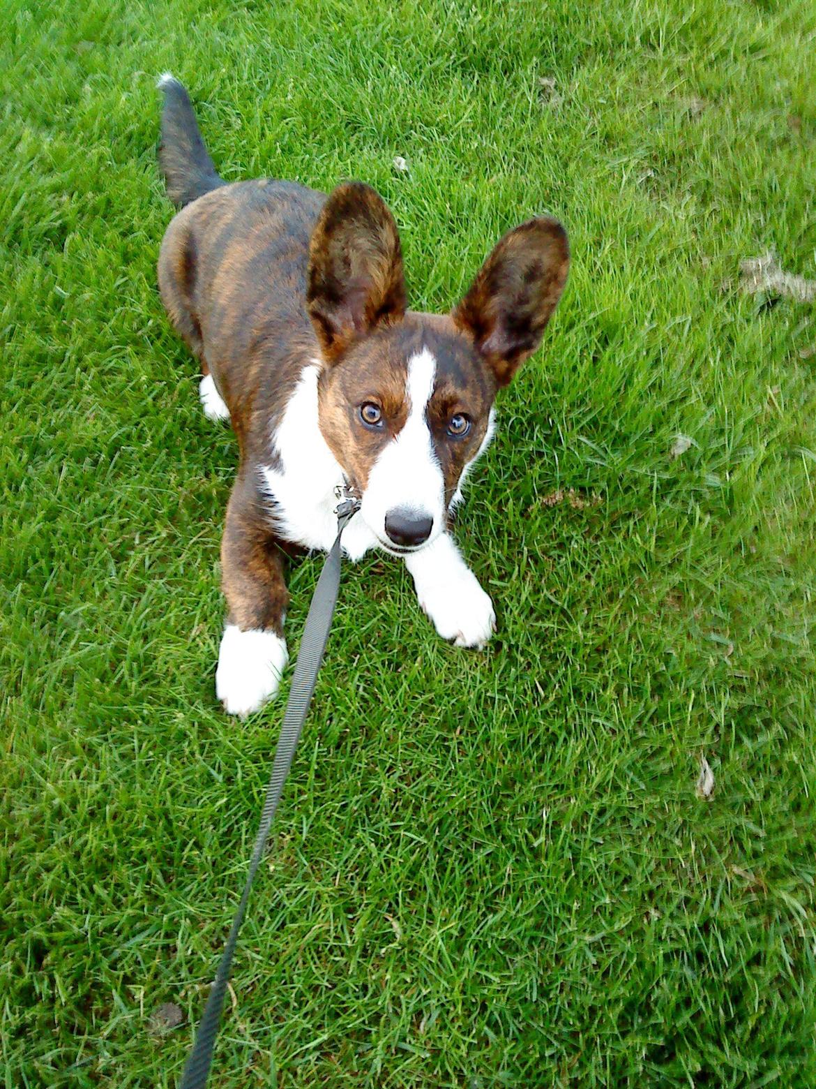 Welsh corgi cardigan Zappa billede 6