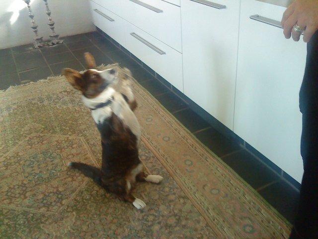 Welsh corgi cardigan Zappa billede 7