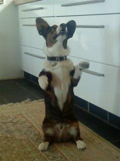 Welsh corgi cardigan Zappa billede 8