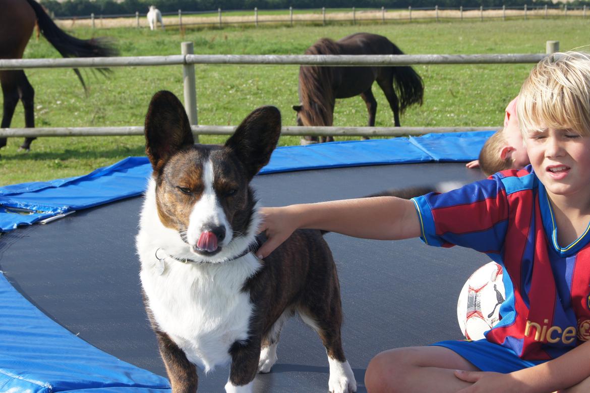 Welsh corgi cardigan Zappa billede 9