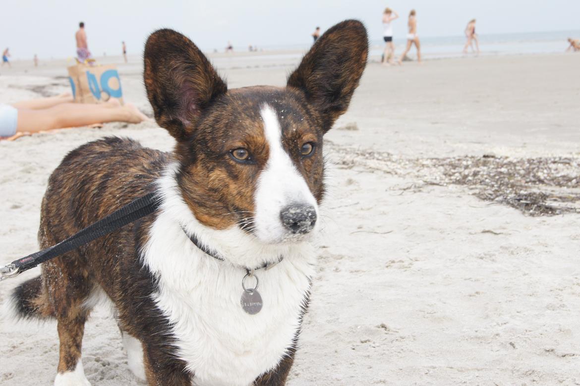 Welsh corgi cardigan Zappa billede 10