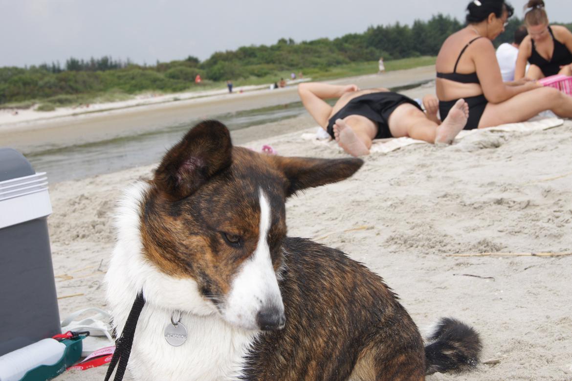 Welsh corgi cardigan Zappa billede 11