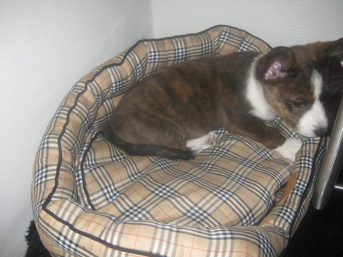 Welsh corgi cardigan Zappa billede 12