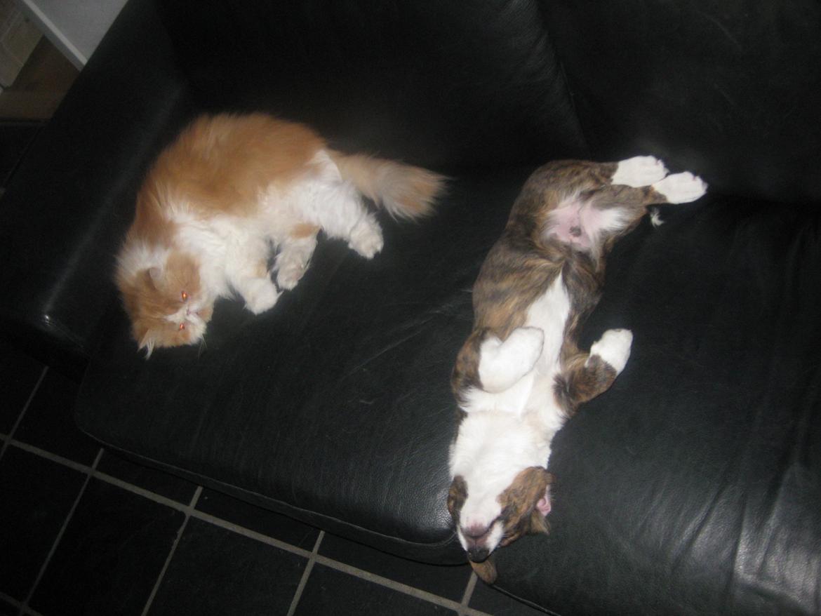 Welsh corgi cardigan Zappa billede 13