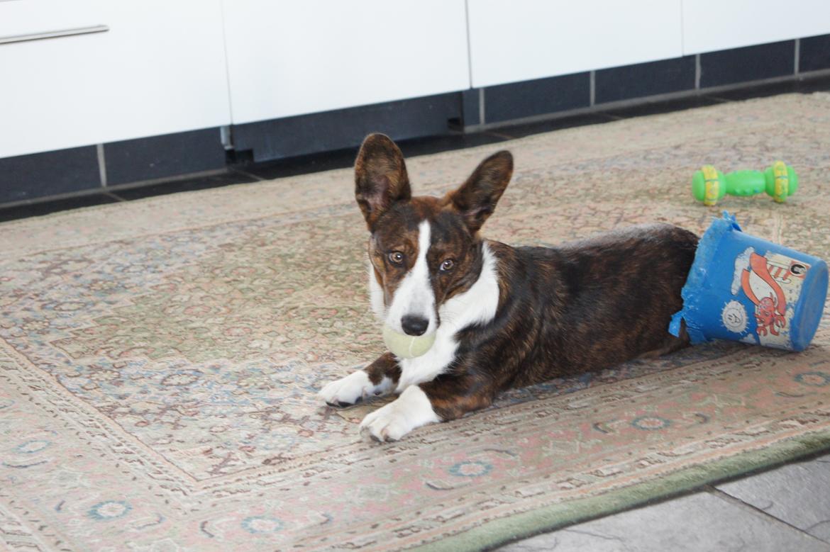 Welsh corgi cardigan Zappa billede 14