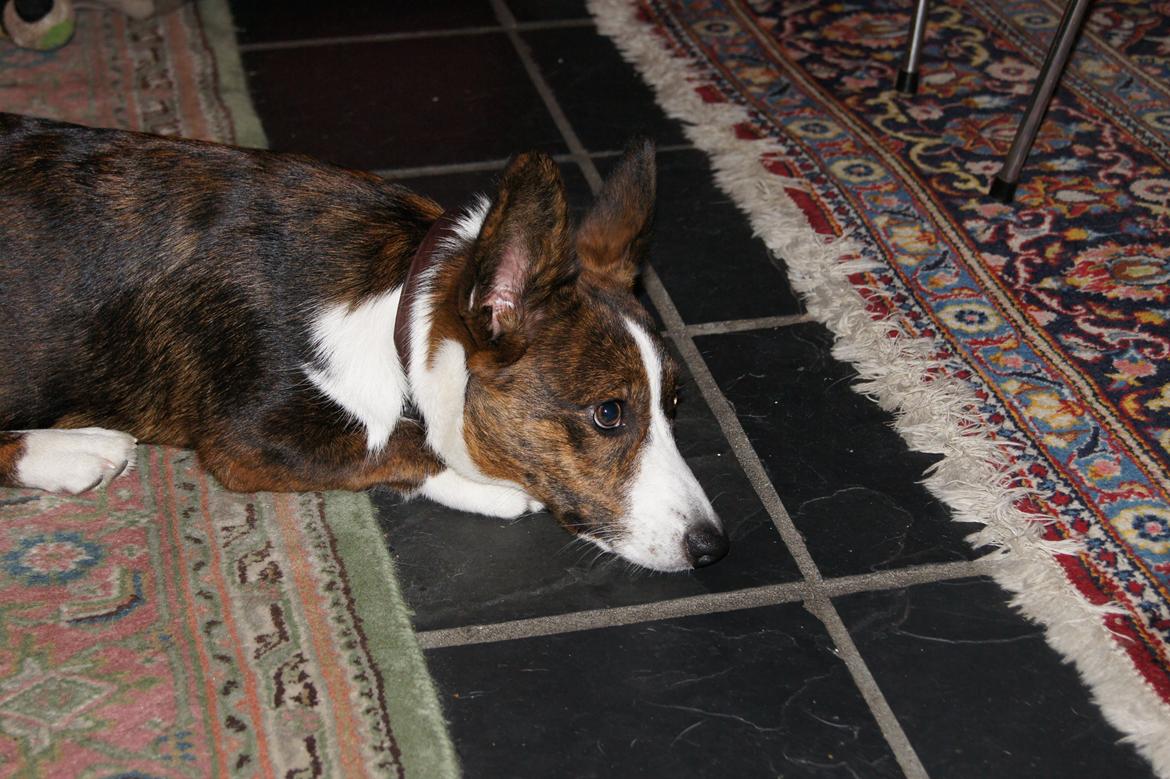 Welsh corgi cardigan Zappa billede 15