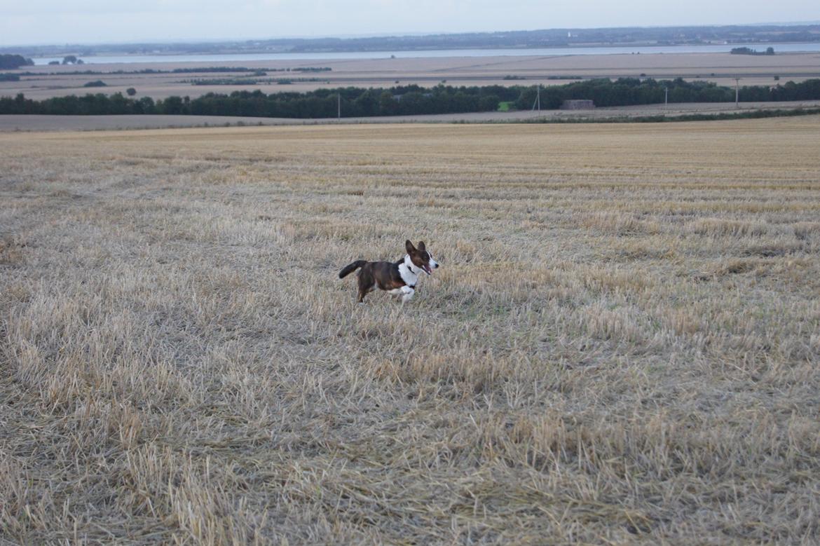 Welsh corgi cardigan Zappa billede 16