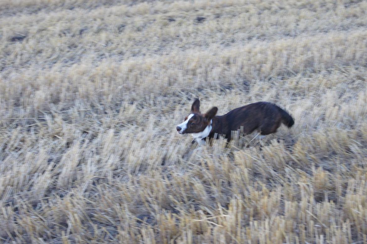 Welsh corgi cardigan Zappa billede 17