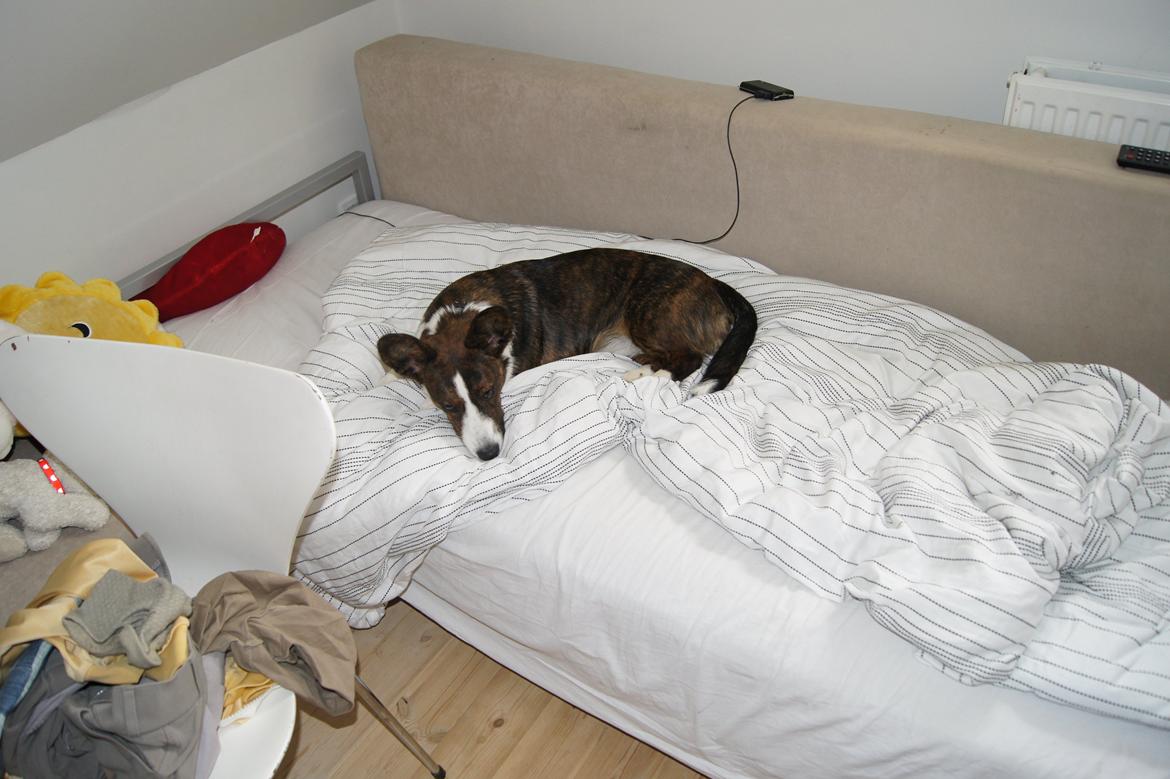 Welsh corgi cardigan Zappa billede 18