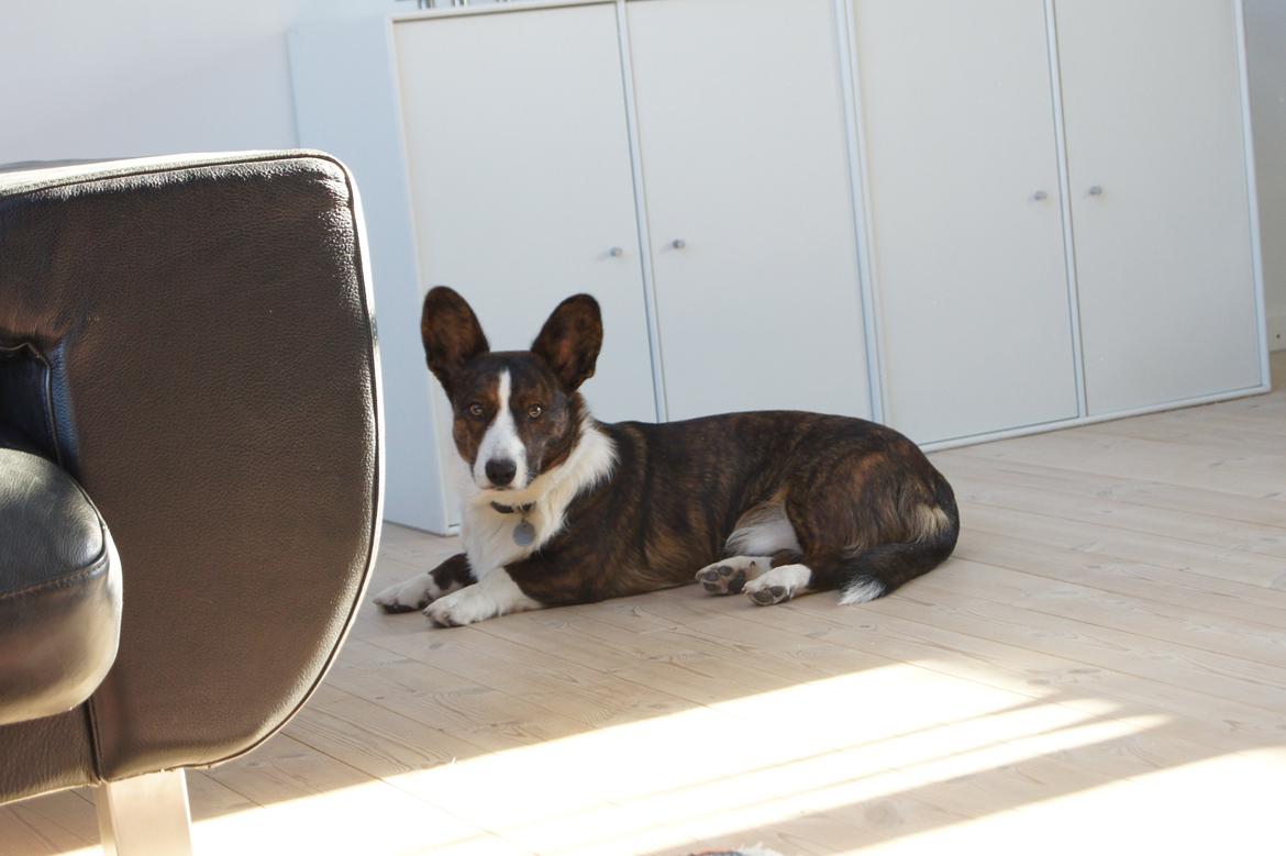 Welsh corgi cardigan Zappa billede 19