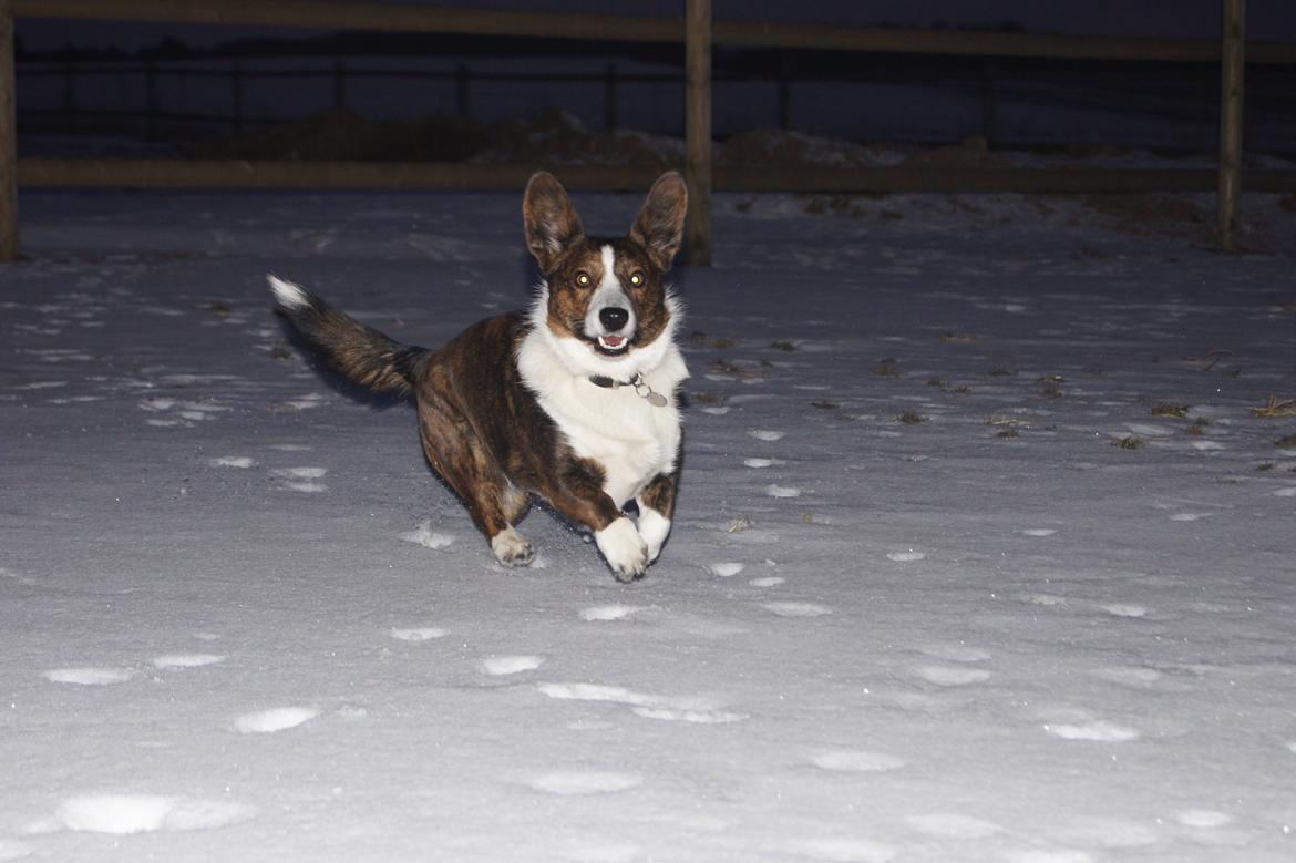 Welsh corgi cardigan Zappa billede 20