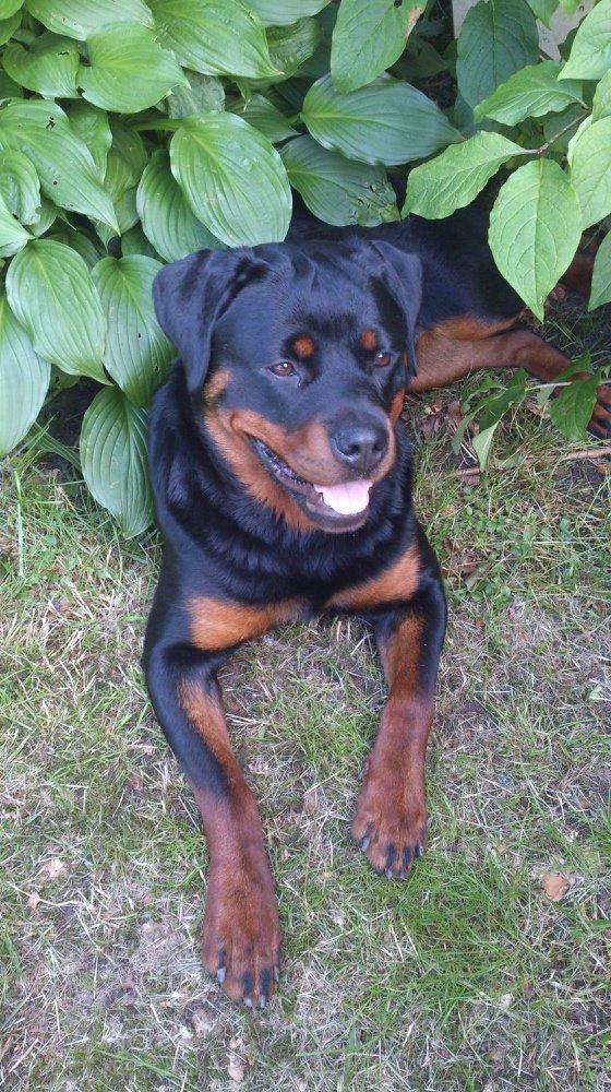 Rottweiler Ai-Jen-Caia billede 1