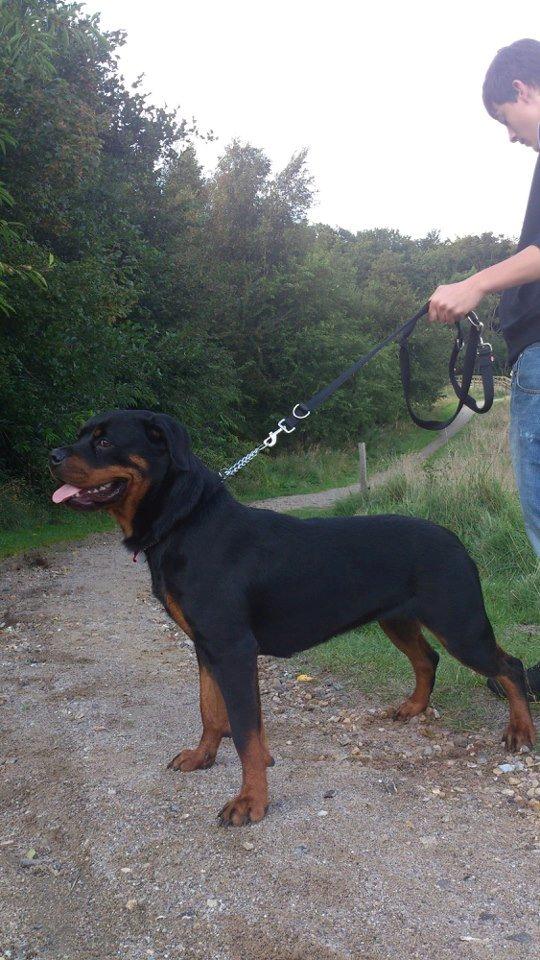 Rottweiler Ai-Jen-Caia billede 2