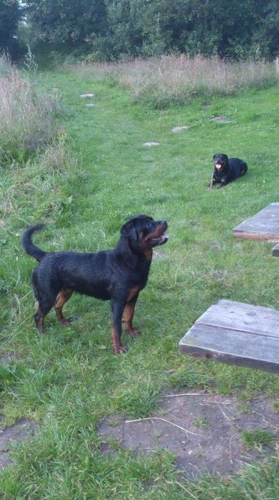 Rottweiler Ai-Jen-Caia billede 4