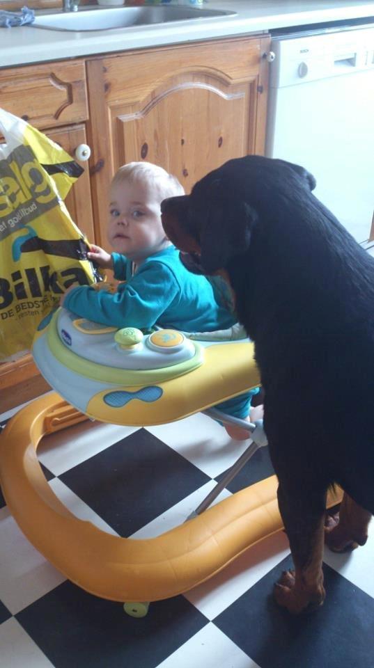 Rottweiler Ai-Jen-Caia billede 5