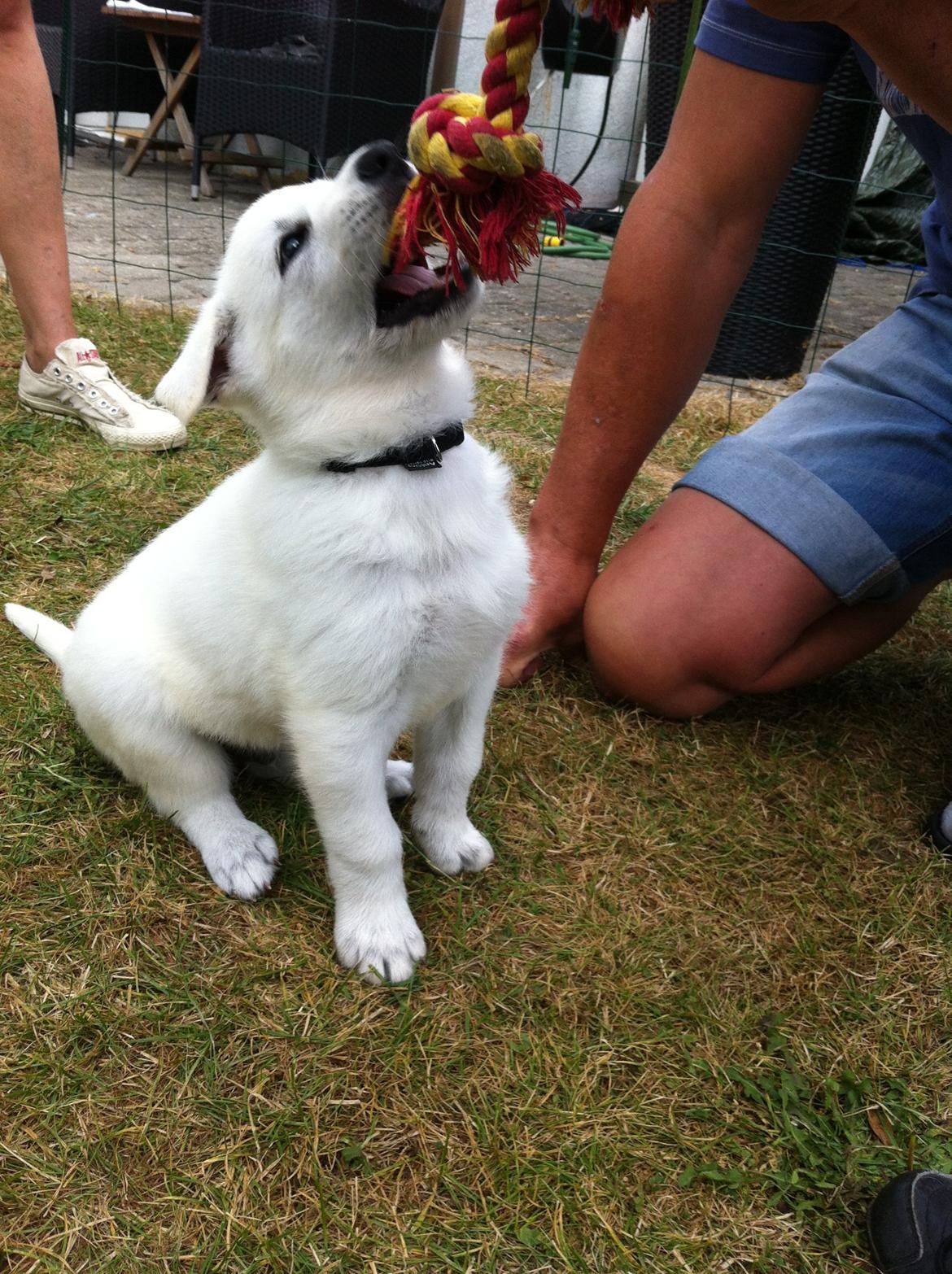 Hvid schæfer Eragon billede 2