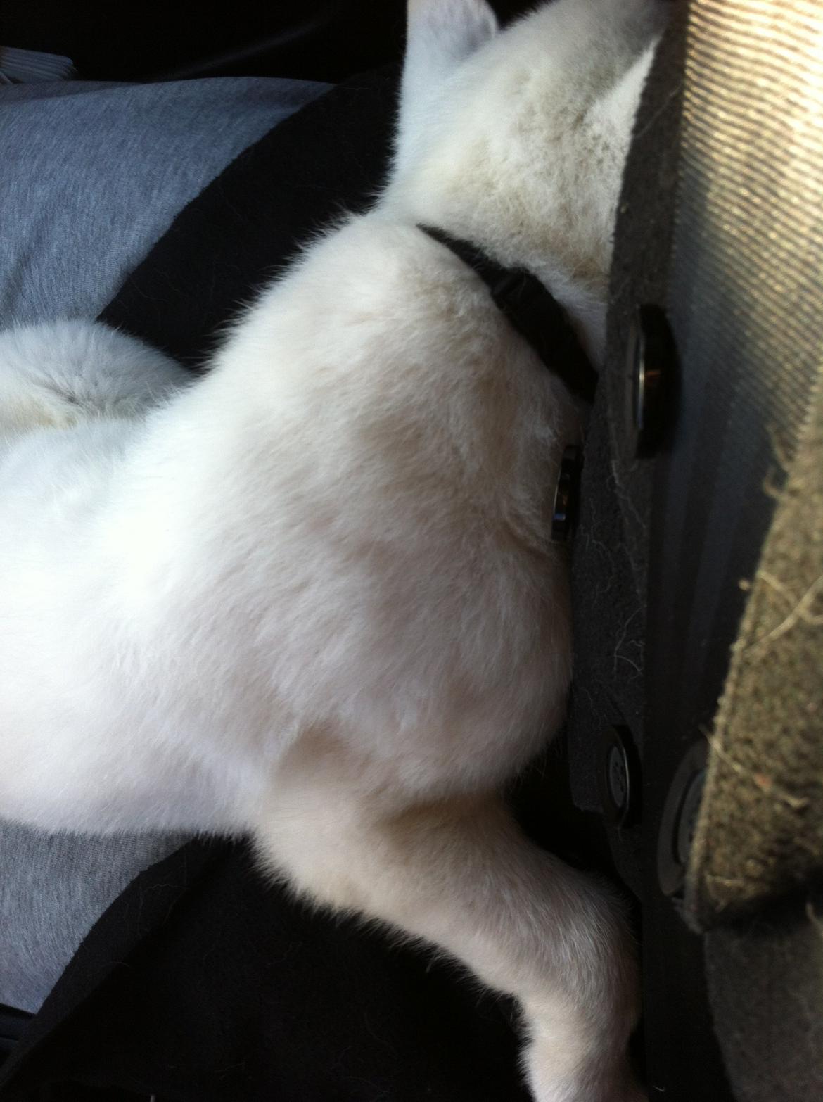 Hvid schæfer Eragon billede 3