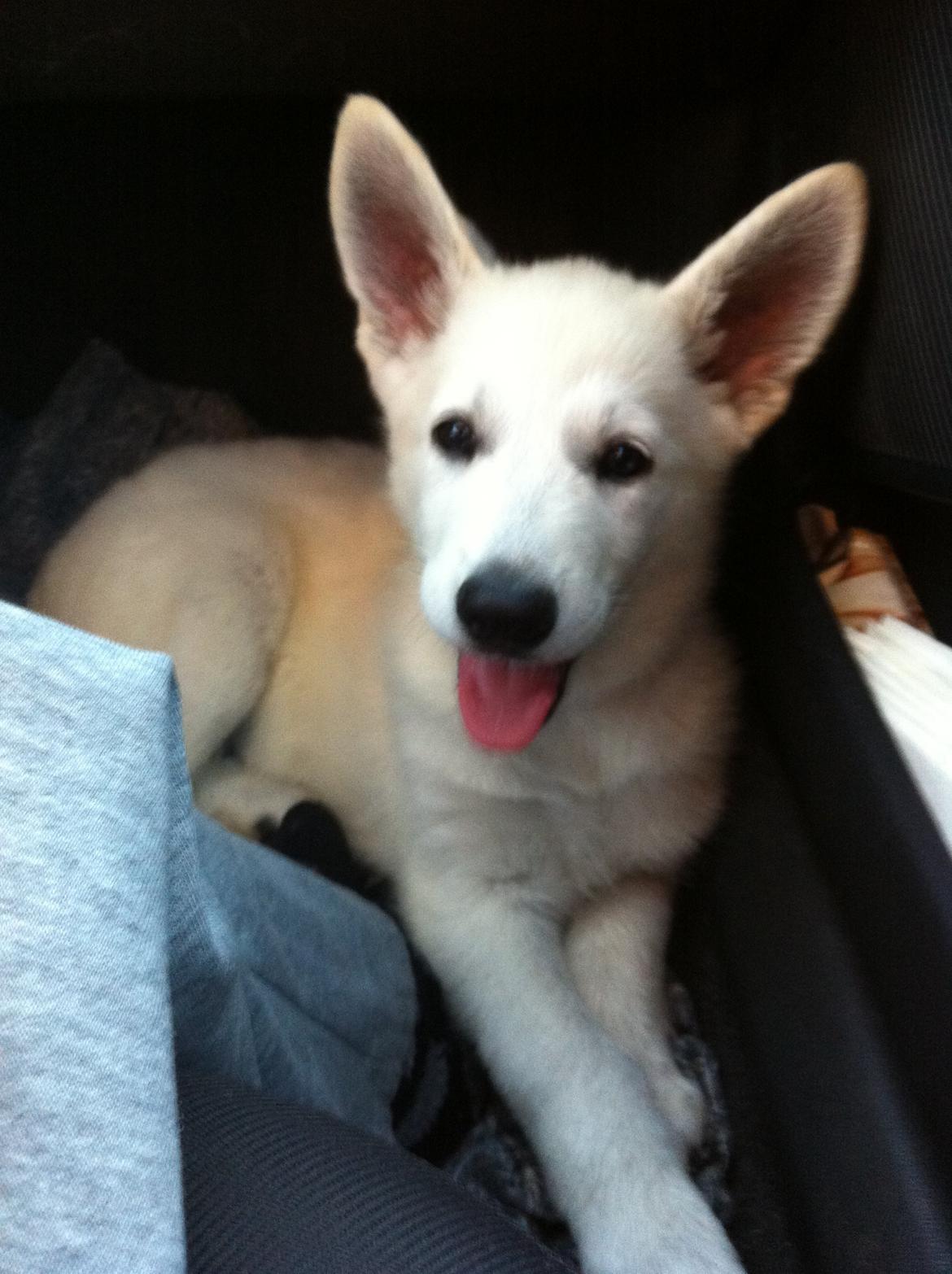 Hvid schæfer Eragon billede 4