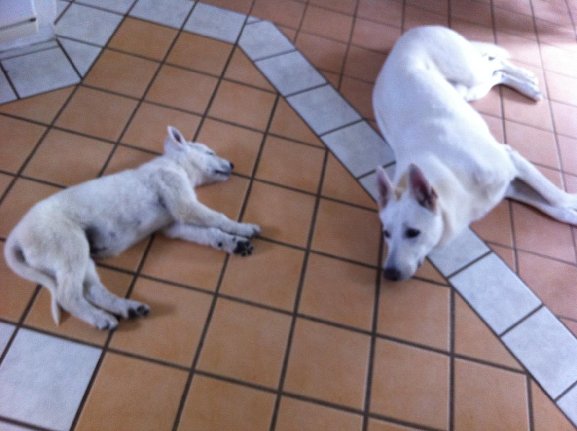 Hvid schæfer Eragon billede 5