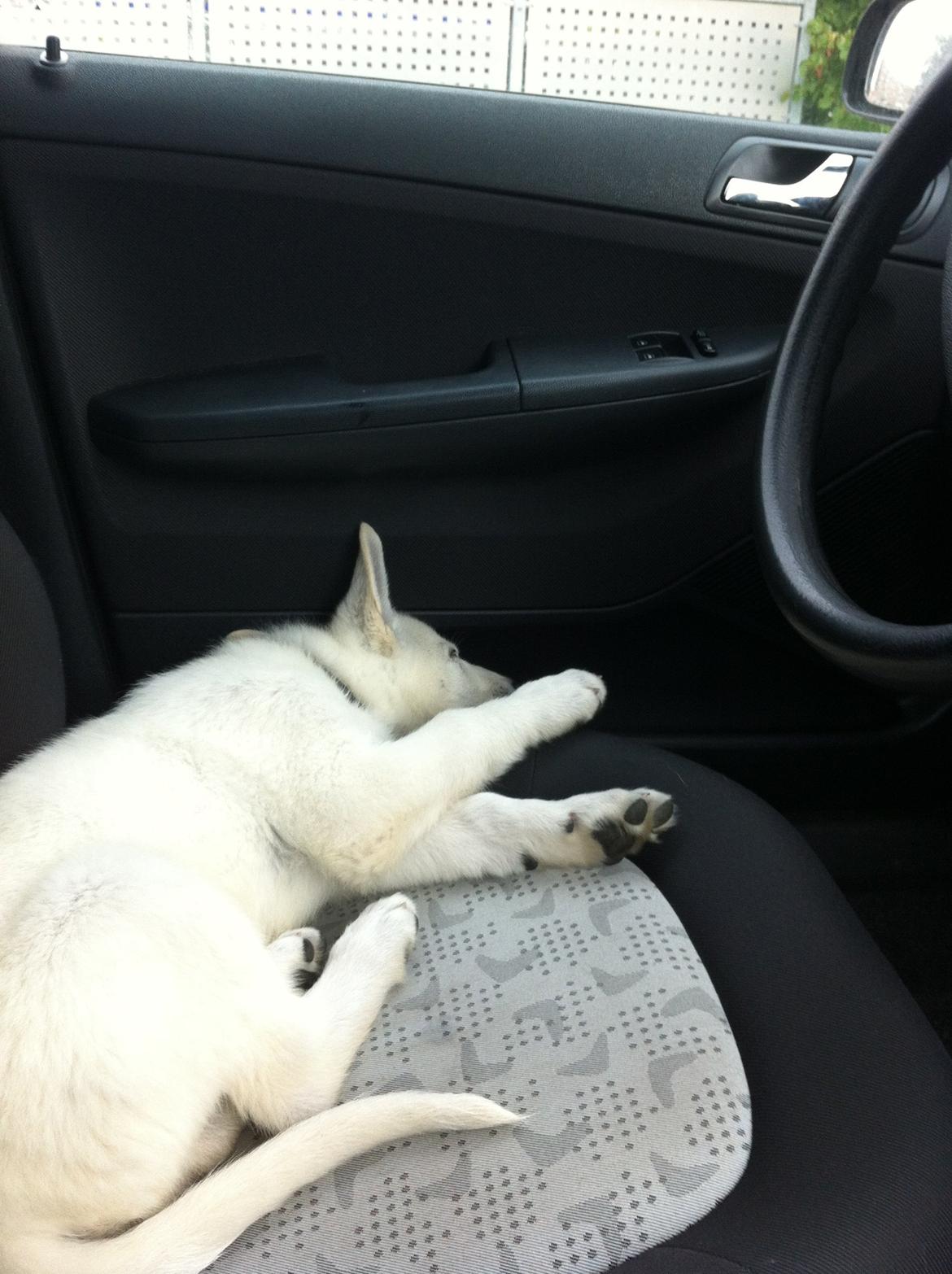 Hvid schæfer Eragon billede 6