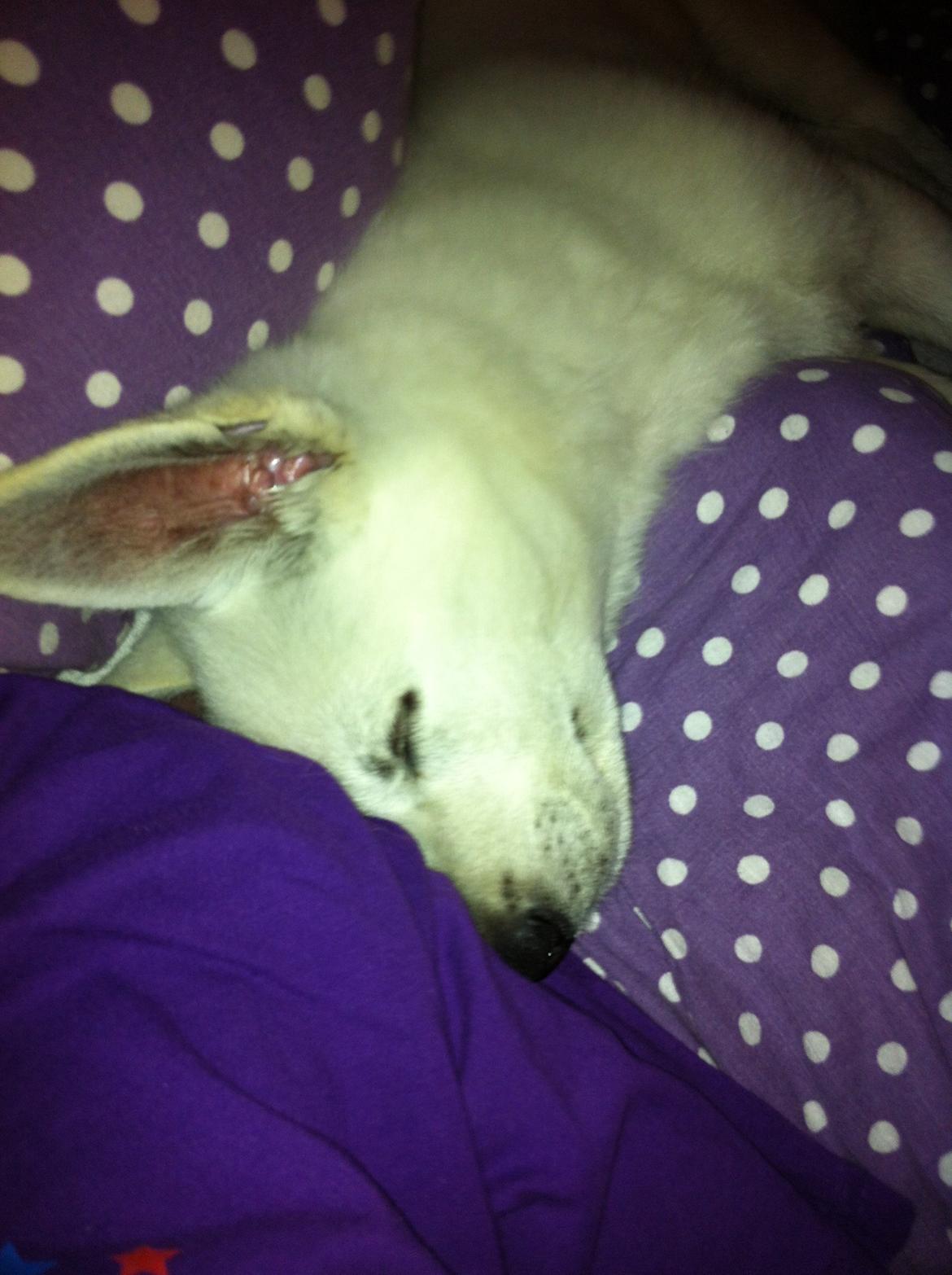 Hvid schæfer Eragon billede 7