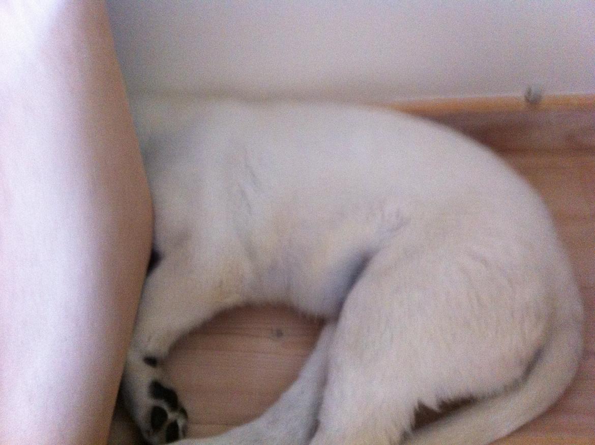 Hvid schæfer Eragon billede 8