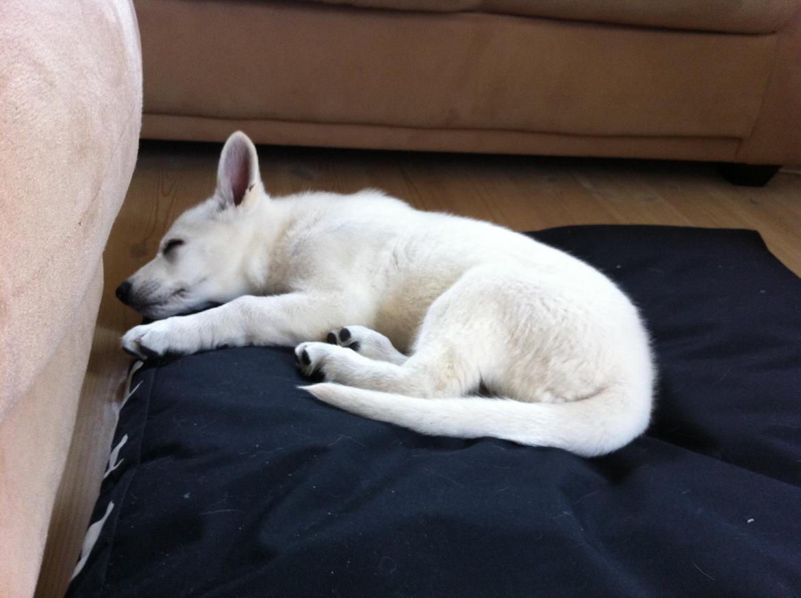 Hvid schæfer Eragon billede 9