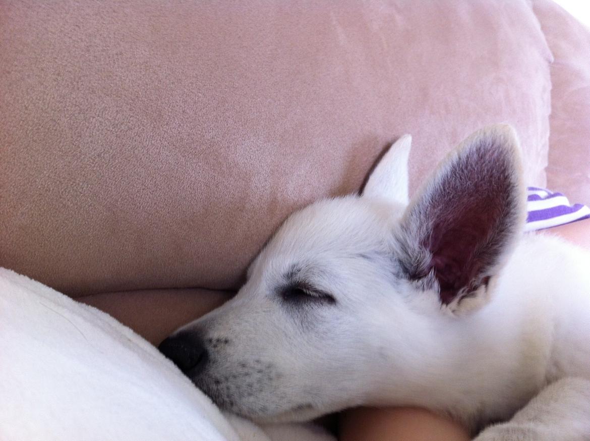 Hvid schæfer Eragon billede 10