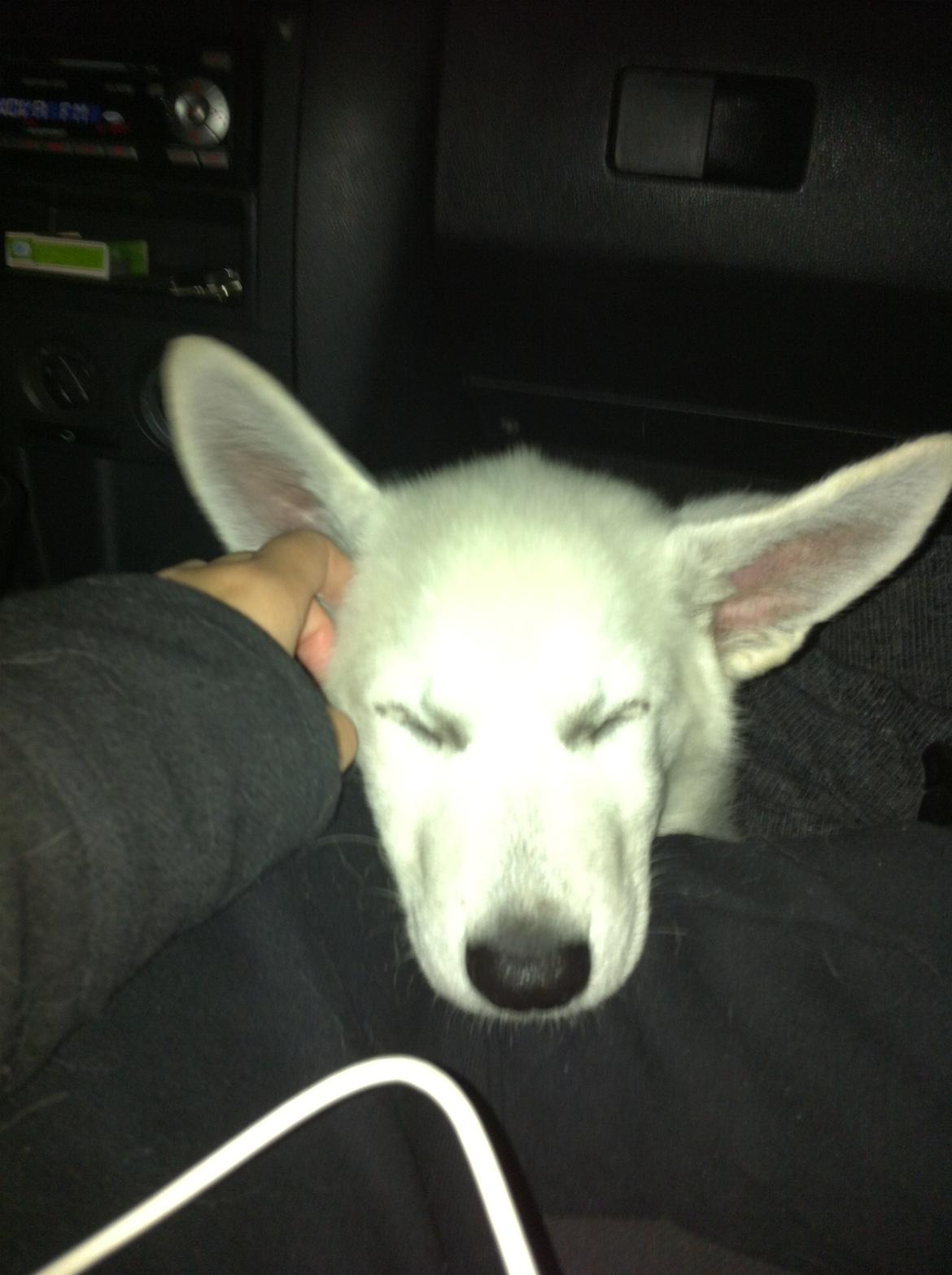 Hvid schæfer Eragon billede 11