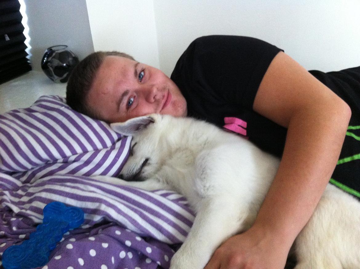 Hvid schæfer Eragon billede 12