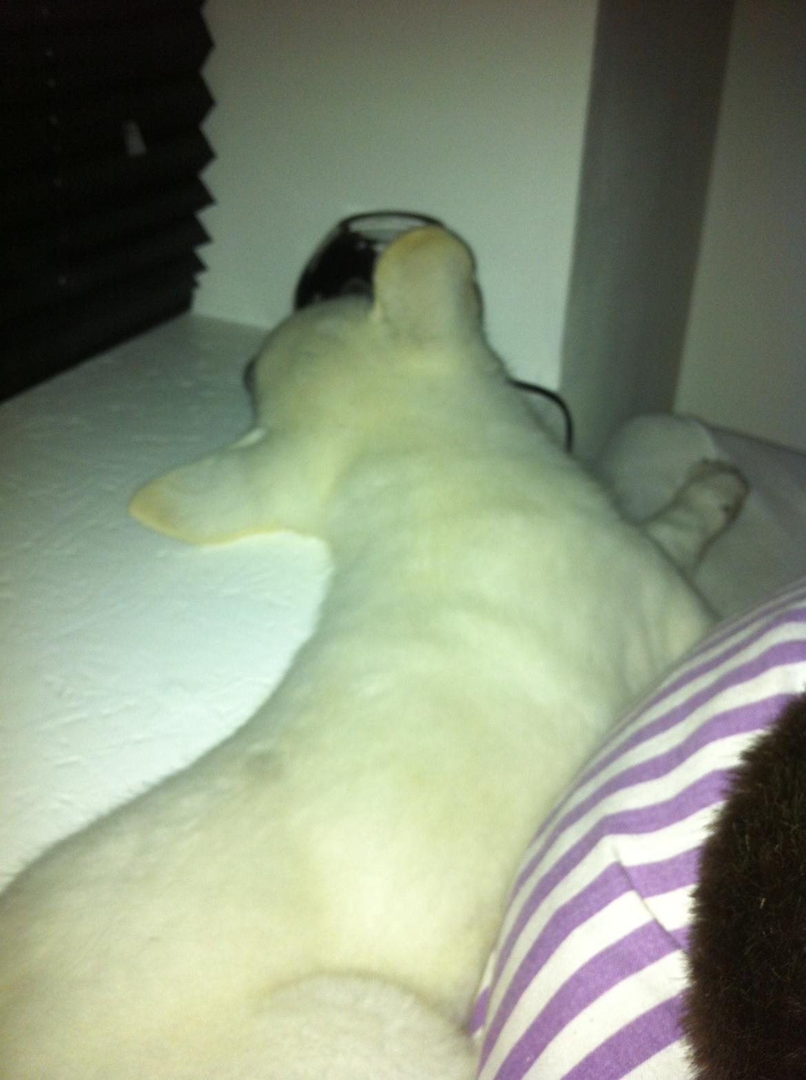 Hvid schæfer Eragon billede 13