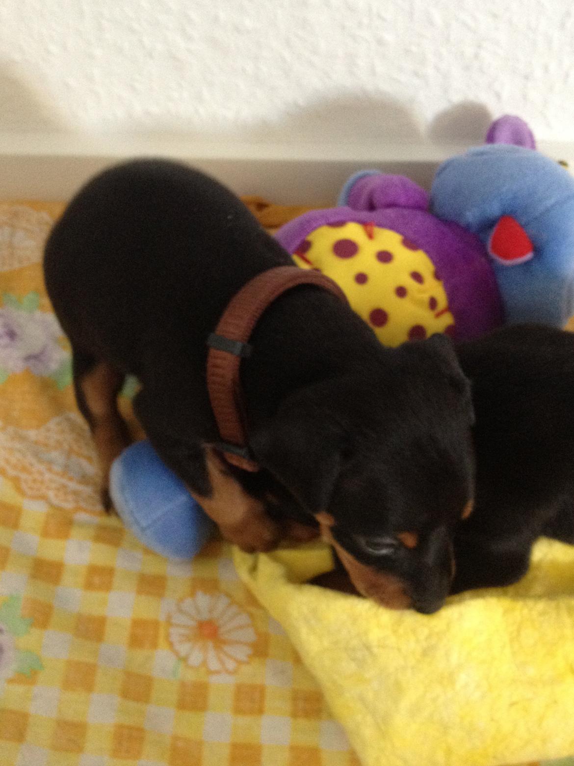 Dvaergpinscher Kovo billede 3