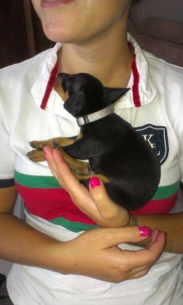 Dvaergpinscher Kovo - Sover godt ved mor i en tidlig alder + lærer duften af hest og kende billede 4