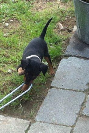 Dvaergpinscher Kovo - Leger tovtrækning med far billede 5