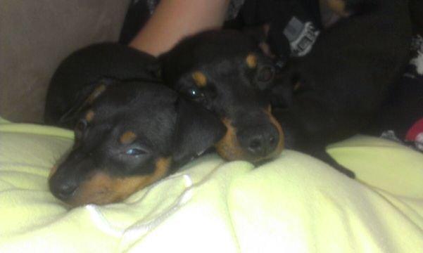Dvaergpinscher Kovo - Sover med mor billede 6